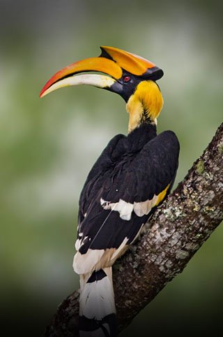 Born Explorer Brochure